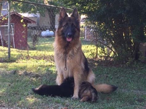 They love to sit at your feet, go on a hike, and join in for our friends in law enforcement and those needing protection or a gsd to participate in schutzhund our german shepherd dogs from our. AKC German Shepherd CH Imported lines. Long and Short ...