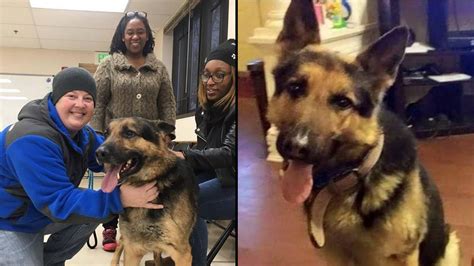 Registration includes the following travel assistance for found pets: Home Again: Stolen Dog Found Almost 3 Years Later | Home ...