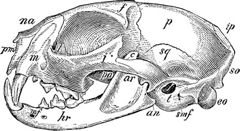Anatomical structures of the skull include: Domestic Cat Skull | ClipArt ETC
