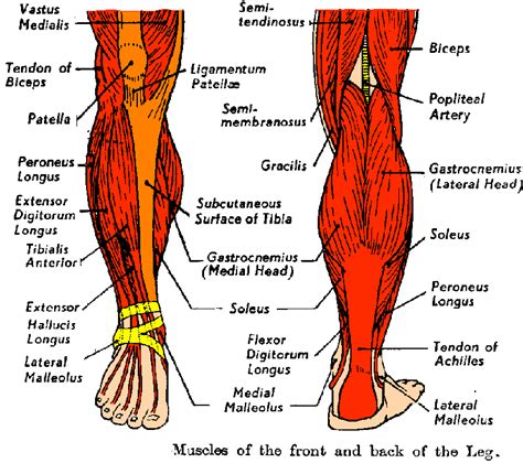 The veins of the upper portion of the back drain into the. lower leg muscle chart | Lower Extremities of the Skeletal ...