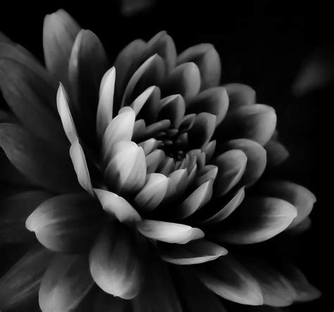 Trendy photography effect for design, overlays. Dahlia Bw I by Athena Mckinzie | Black and white flowers ...
