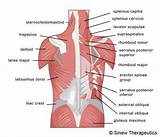 The muscles, bones, ligaments, and tendons in the back can all be injured and cause back pain. Pictures Of Back Muscles