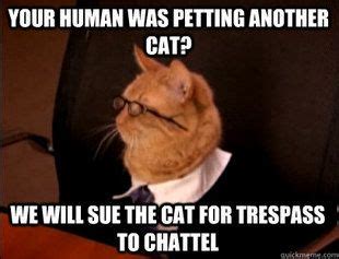 Enjoy the meme 'lawyer cat' uploaded by trollmahn. Trespass to Chattel #Lawyers #judges #Cats (With images ...