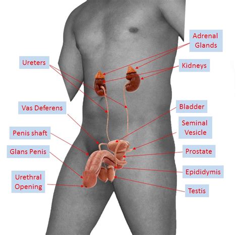 The parts of human body structure are called body parts. Human reproductive system - Simple English Wikipedia, the ...