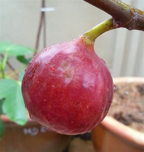 All of our fig trees are planted in the pots at our front porch because we do not have any extra space to plant them on the ground. Amanda Putri's Garden: ALBUM BUAH TIN