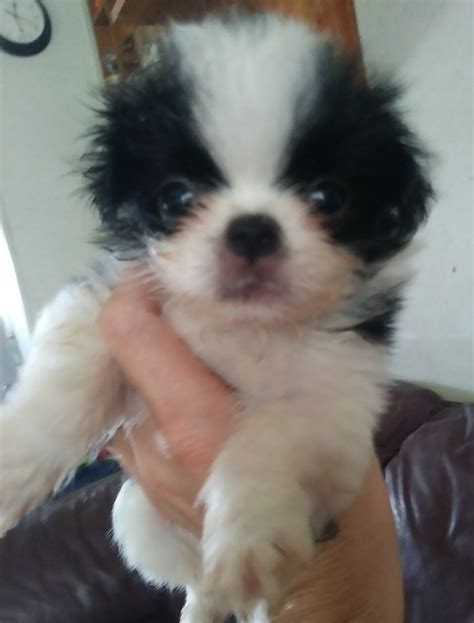 A loyal pup, this dog has a growing appeal as a family pet. Japanese Chin Puppies For Sale | Saint Cloud, FL #237321