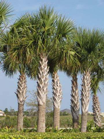 The united states doesn't have very many kinds of native palms. Cabbage Palmetto Palm Tree (sabal palmetto) - Urban Perennials