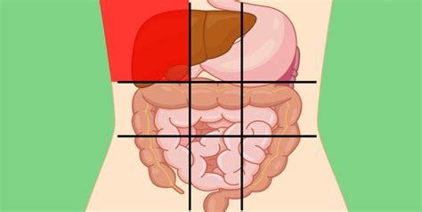 The hollow organs that make up the gi tract are the mouth, esophagus. 6 Organs In Torso Diagram / Interactive Organ Systems At ...