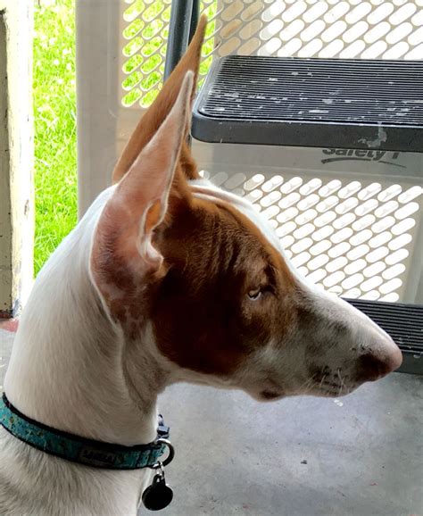 The ibizan hound is a very energetic and intelligent breed. Ibizan Hound Puppy | Hound puppies, Ibizan hound, Puppies