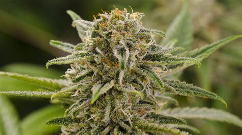We heard our friends in the 420 community! weed, Drugs, Marijuana, 420, Nature, Psychedelic, Plant ...