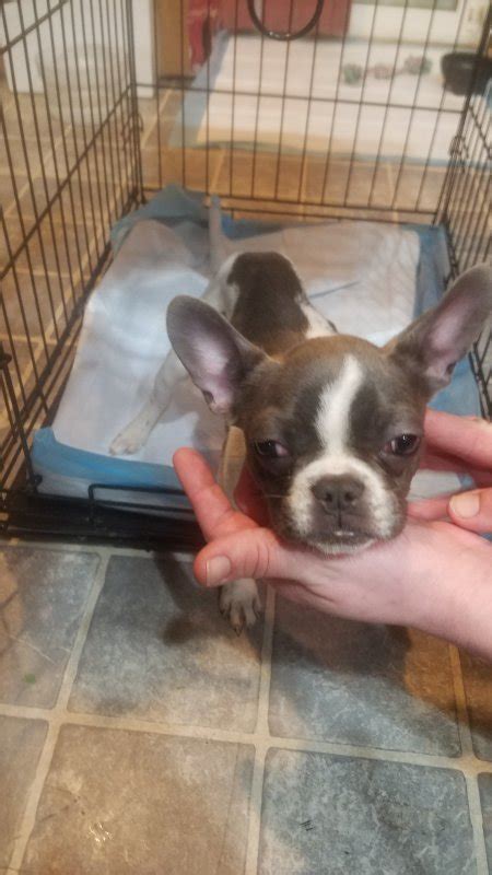 Boston terrier puppies for sale and dogs for adoption in colorado, co. Miniature Boston Terrier Puppy for Sale in Colorado Springs