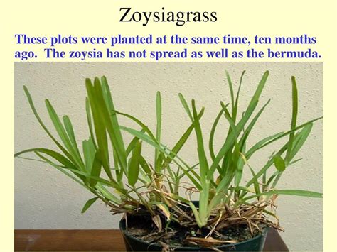 How to properly maintain zoysia grass? PPT - Selecting Lawn Grasses PowerPoint Presentation, free download - ID:199802