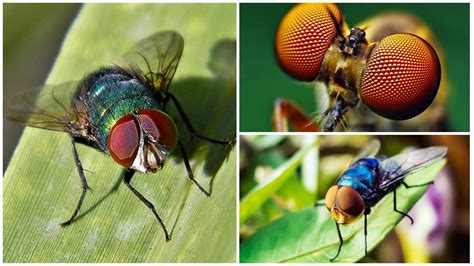 Guten tag, wenn man mit einer kopfnote der sog. Wie viele Augen hat eine Fliege, wie eine Fliege sieht?