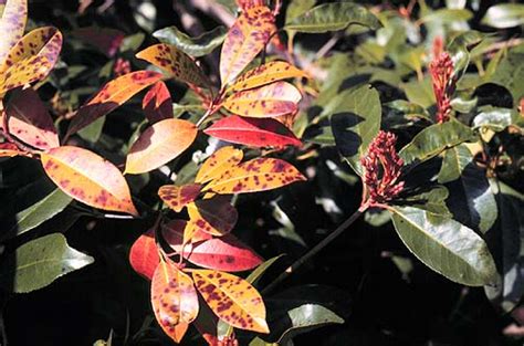 On junipers, phomopsis and kabatina tip blights are recurring. Photinia-Leaf Spot | Pacific Northwest Pest Management ...