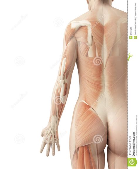 It lies deep to the rhomboid muscles on the upper back. The female´s back muscles stock illustration. Illustration ...