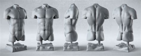 Illustrations of the anatomy of the upper limb. Male Anatomy Studies - PixelPirate