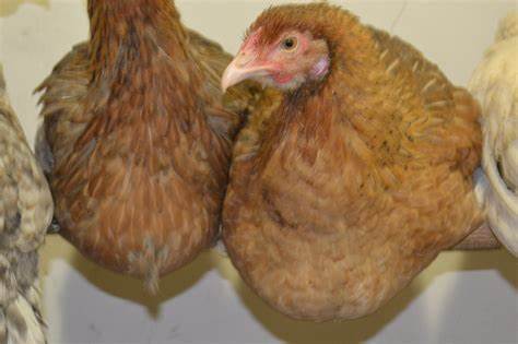 Похудеть кефир и творог У кур забился зоб, что можно сделать? | Fermer.Ru - Фермер.Ру - Главный У кур забился зоб, что можно сделать? | Fermer.Ru - Фермер.Ру - Главный Похудеть кефир и творог