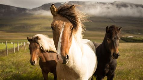 Iceland Horses - Download High-Definition Wallpapers