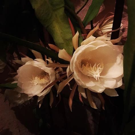 White epiphyllum , orchid cactus , queen of the night. 𝕱𝖆𝖎𝖗𝖚𝖟𝖆 𝕭𝖆𝖑𝕶 on Instagram: "My " Queen of the Night ...