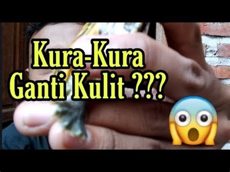 Kura kura brazil juga memerlukan khasiat drpd cahaya matahari.selain itu, bole juga pasang lampu yg sesuai utk reptile jenis ni. Kura-kura ganti kulit ??? - YouTube