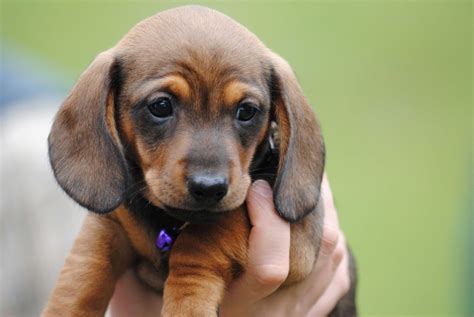 I just added this page to my website. 63+ Miniature Dachshund Puppies Nc - l2sanpiero