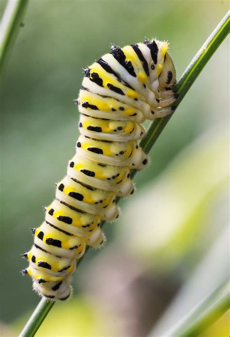 The caterpillar with a crown of spikes is a tailed emperor, polyura sempronius. Swallowtail Caterpillar in 2020 (With images ...