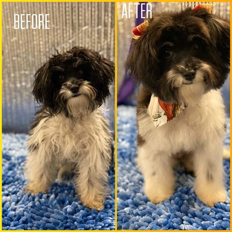 Aussie pet mobile is a quality pet grooming service that offers an exceptional full service grooming experience for your pets in a stress free environment in full comfort and safety right in your driveway. Photo Gallery - Aussie Pet Mobile Tampa Bay