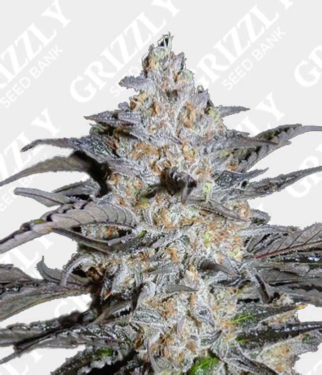 Maybe you would like to learn more about one of these? 3 Bears OG Auto Feminized Seeds | Grizzly Seed Bank ...