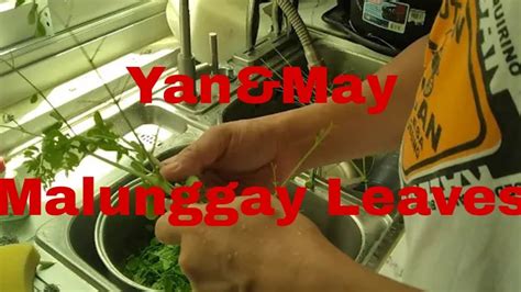 How tall are the leaves of a malunggay? Malunggay Leaves - YouTube