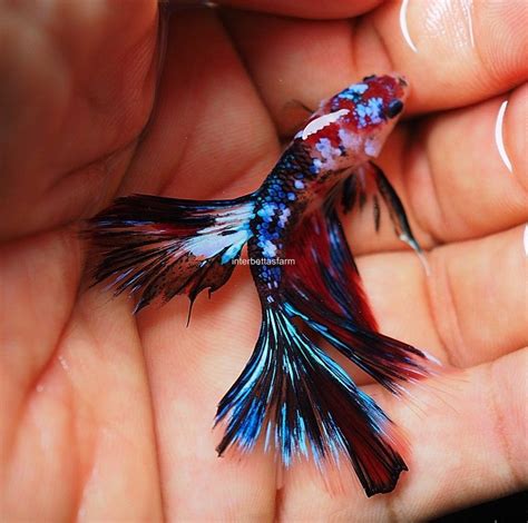 Her ein summer one hour around midday is more than enough to get it cooked…) is always a good idea, as it will kill most things that could be on it, and. Live fish Beauty & Healthy betta Candy Galaxy Koi Halfmoon ...