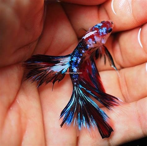 Alka seltzer / baking soda. Live fish Beauty & Healthy betta Candy Galaxy Koi Halfmoon ...