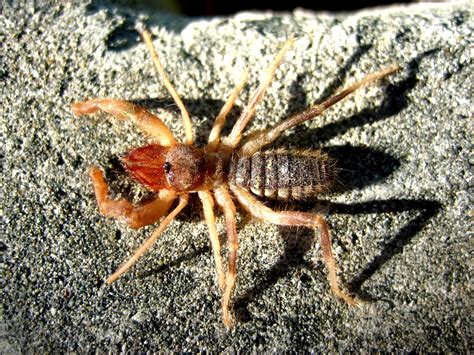 Camel spiders, also known as wind spiders, wind scorpions, and sun scorpions, are a type of arthropod found (among other places) in the deserts of camel spiders are the subject of a variety of legendary claims, many of them familiar to americans because they were spread by u.s. Biodiversity of Cyprus by NGO Protection of the Natural ...