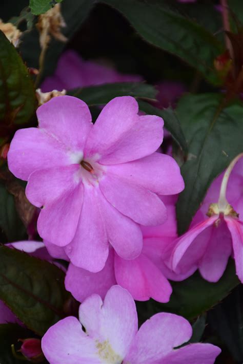 So, plant or hang at least 40 the lighting on your new guinea impatiens sounds reasonable. SunPatiens® Vigorous Lavender New Guinea Impatiens ...