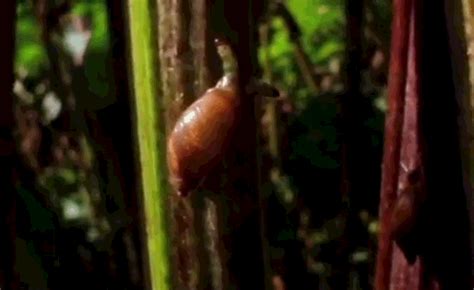 ^ 兩男吃蝸牛 恐變植物人 蝸牛肉充螺肉 食客聞真相怕怕. 這寄生蟲不得了，控制寄主被吃，然後找到第二寄生 - 壹讀