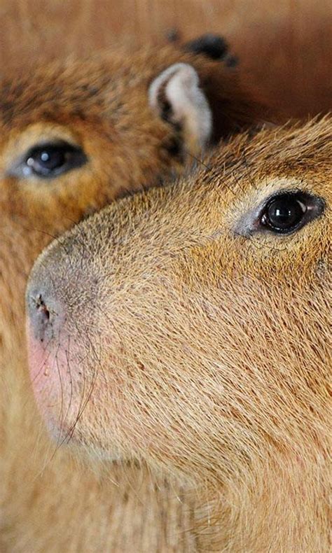Introducir al carpincho u otras poblaciones que sean manejadas. Que Significa Capybara En Espanol