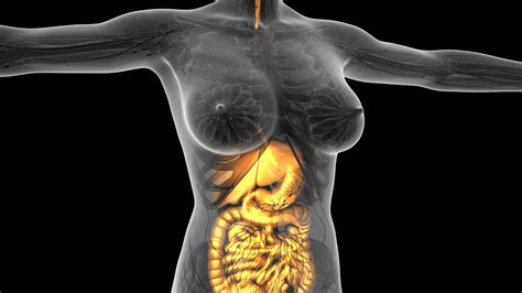 Male and female body with organs. Inside Women Human Body / Human Female Anatomy - Body, Muscles, Skeleton and Internal Organs 3d ...