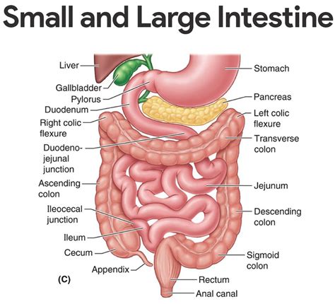 Metal is dense and heavy and pulls inwards. Lung And Large Intestine Meridian Poses / Large intestine meridian: The lungs (Yin) and the ...