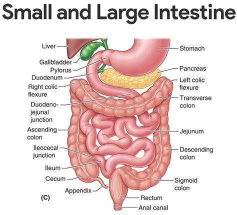 Treatise on how the chinese view health and disease. Lung And Large Intestine Meridian Poses / Large intestine ...