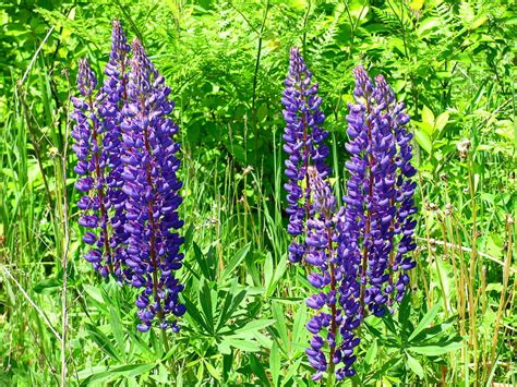 Texensis) has dark blue flowers with white markings and cover fields and roadsides in texas every april. Maine Lupine by Sandra Martin