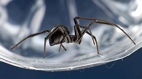People may find them in grape vineyards, outdoor toilets, or in other sheltered areas where. Is spider venom the key to a bee-friendly pesticide ...