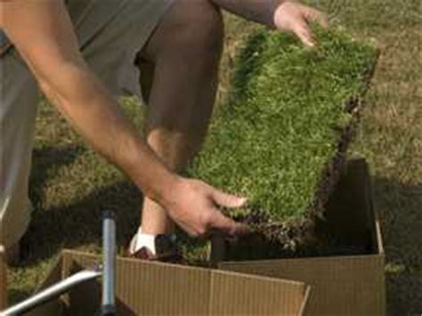 We install zoysia lawns because we love zoysia grass. Amazoy Zoysia Plugs | The Zoysia Farm Nurseries Blog