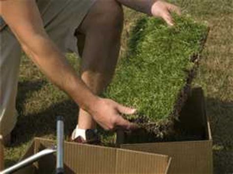 I can enjoy the green all over the. Amazoy Zoysia Plugs | The Zoysia Farm Nurseries Blog