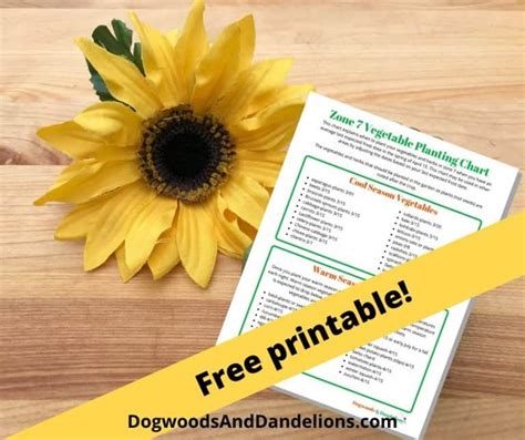 zone 7 vegetable planting chart dogwoods dandelions