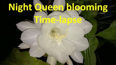 Epiphyllum oxypetalum (dutchman's pipe, queen of the night, kadupul flower) is a species of cactus and one of the most cultivated species in the genus. Night Queen flower Blooming - Amazing and rare time lapse ...