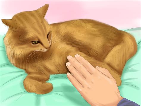 Keep reading to learn how to introduce a younger kitten to your older cat and how to solve potential problems. 5 Ways to Train a Cat - wikiHow