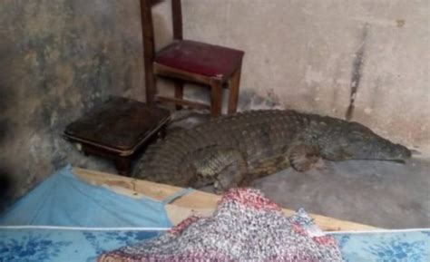 We did not find results for: Shock as woman finds huge crocodile in her bedroom hut in ...