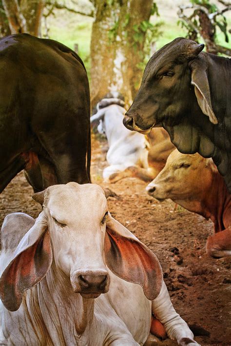 It was bred in the united states from 1885 from cattle originating in india, imported at various times from the united kingdom, from india and from brazil. Brahman Cattle Vertical Photograph by Peggy Collins