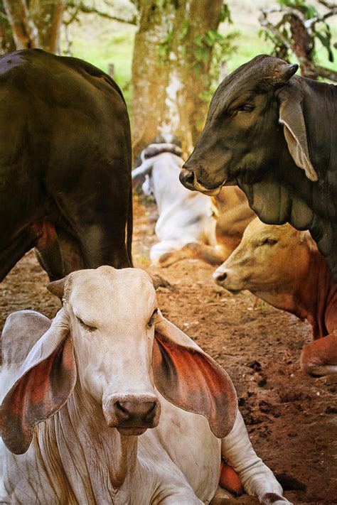 Affected brahman cattle grow poorly and have muscular weakness and neurologic disease. Brahman Cattle Vertical Photograph by Peggy Collins