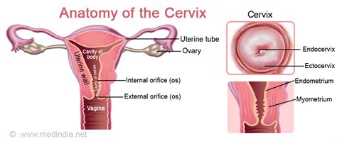 Effacement is the thinning of the cervix, which is measured in percentages. Cervix - Anatomy & Function