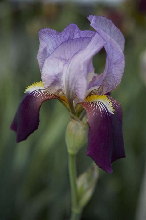 Ideal in a party tray as a dip or poured over tortilla chips for nachos, queso is a traditional mexican favorite. Bearded Irises: A Lost Generation of Flowers Has a Moment ...